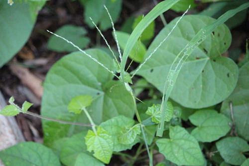 Digitaria eylesii