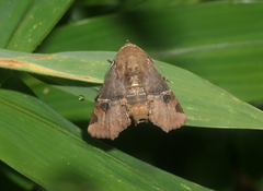 Targalla subocellata