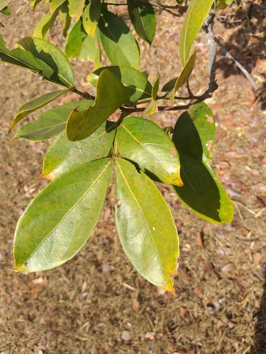 Inga laurina