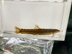 Continental Stone Loach photo 2