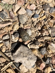 Phyllophaga lanceolata