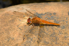 Crocothemis sanguinolenta