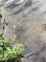 Hygrophila lacustris