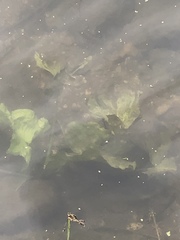Hygrophila lacustris