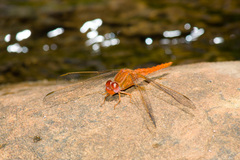Crocothemis sanguinolenta