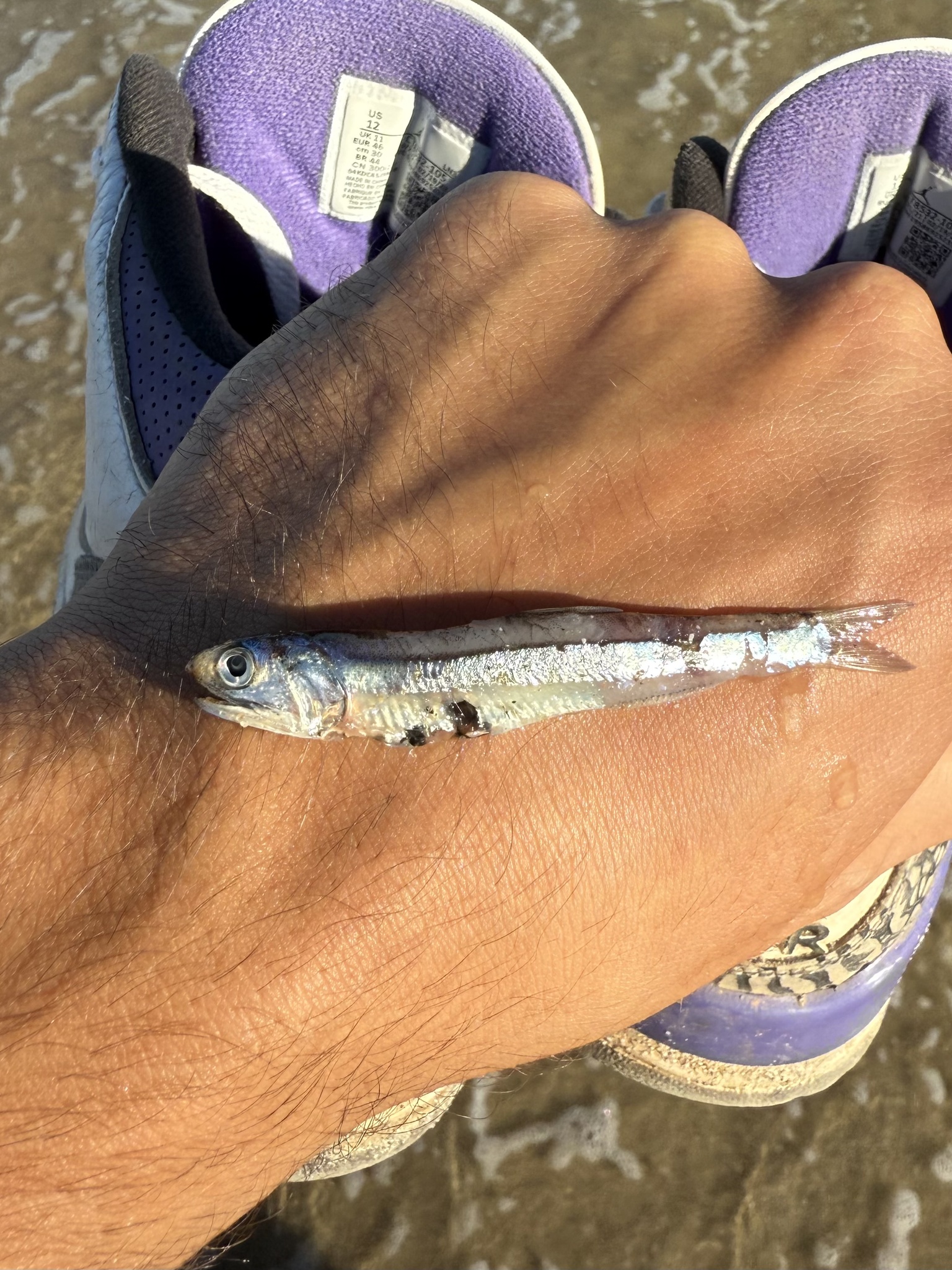 Atlantic Sabretooth Anchovy photo 4