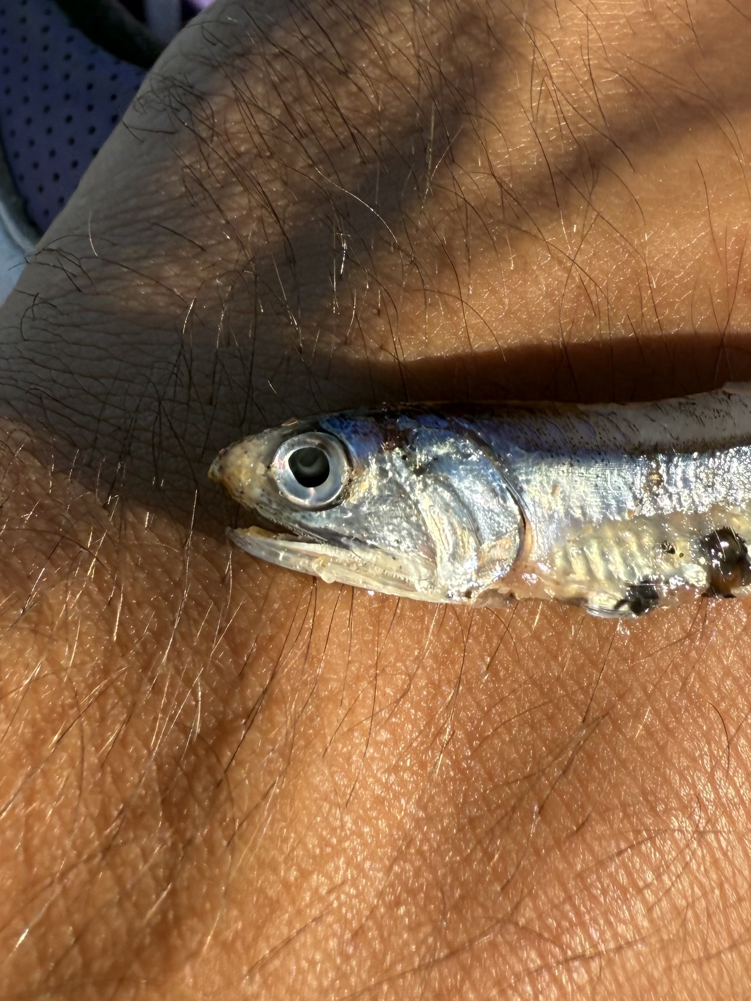 Atlantic Sabretooth Anchovy photo 5