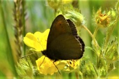 Erebia epiphron