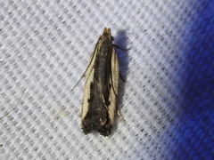 Dichomeris serrativittella