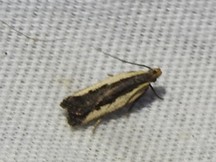 Dichomeris serrativittella