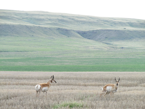iNaturalist observation 2015-06-09