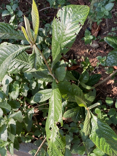 Rhaphiolepis bibas observed 2024-09-19