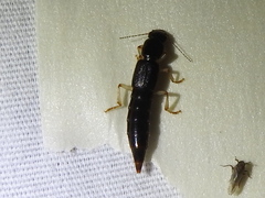 Pinophilus