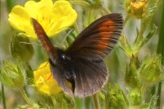 Erebia epiphron
