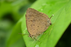 Arhopala atrax