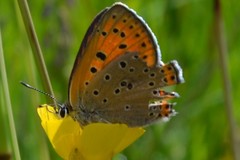 Lycaena candens