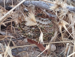 Polistes mongolicus