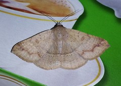 Ericeia pertendens