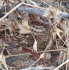 Polistes mongolicus