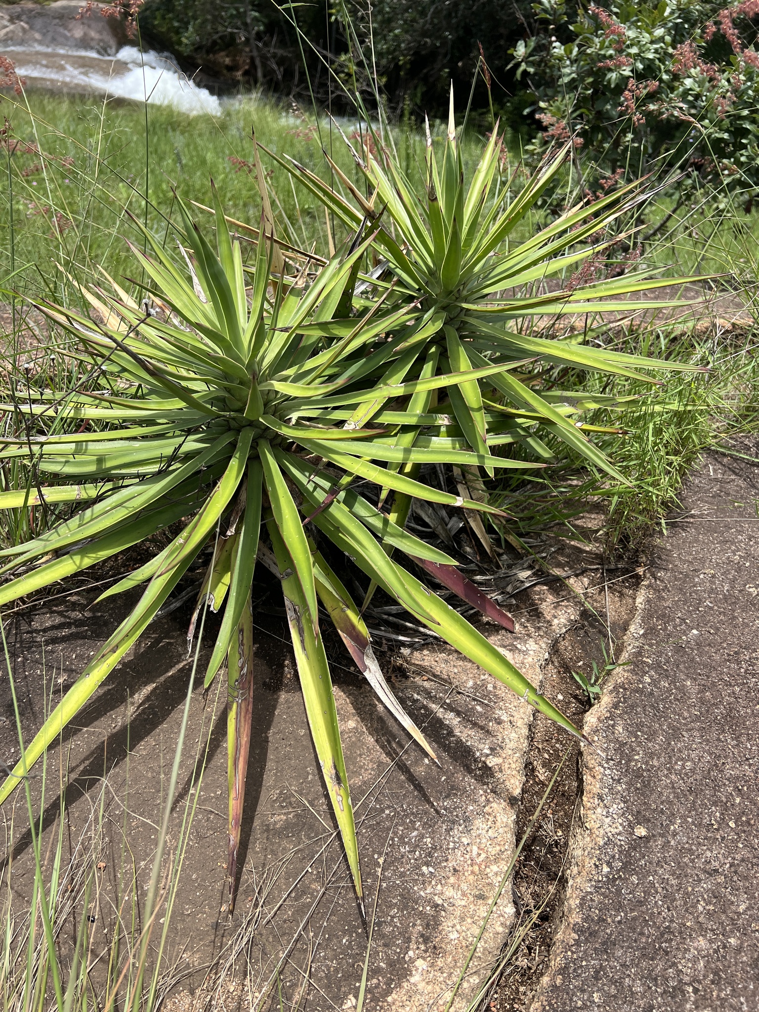 Imagem de Yucca
