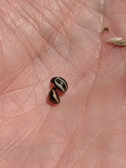 Calligrapha bidenticola