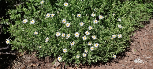 Argyranthemum adauctum (Argyranthemum adauctum)
