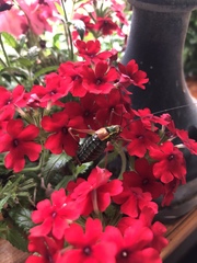 Barbitistes serricauda