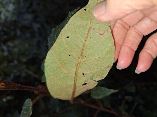 Image of Trichocladus crinitus by (c) Adele SL, some rights reserved (CC BY)