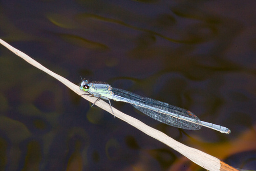 Pseudagrion spernatum Selys, 1881