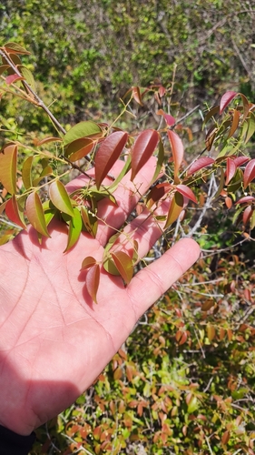 Foto de Cambui