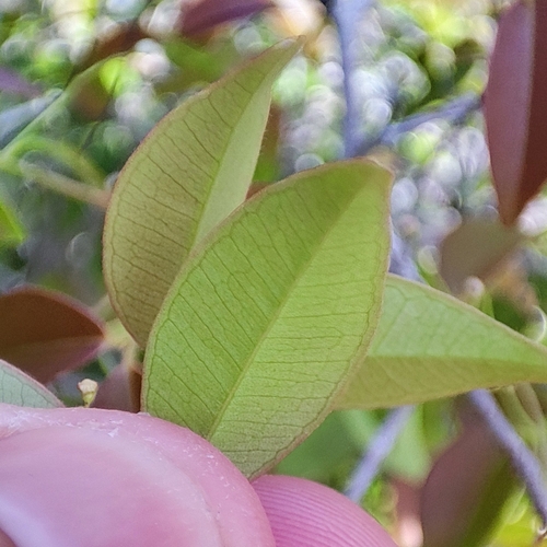 Foto de Cambui