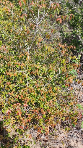 Cambui