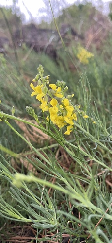 Slender Ganna (Lebeckia gracilis)