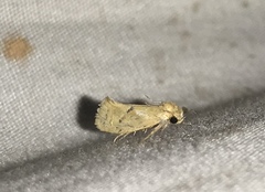 Acrolophus laticapitana