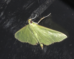 Parotis punctiferalis