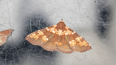 Saroba pustulifera