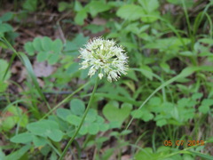 Allium microdictyon