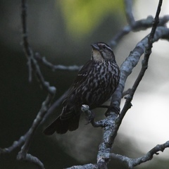 Agelaius phoeniceus