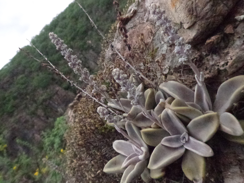 Thompsonella spathulata