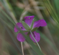 Geranium