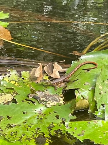 Crocodile Tegu, Crocodilurus amazonicus