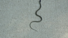 Thamnophis sirtalis annectens