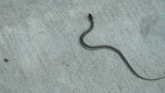 Thamnophis sirtalis annectens