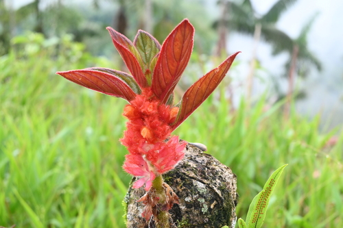 Columnea parviflora