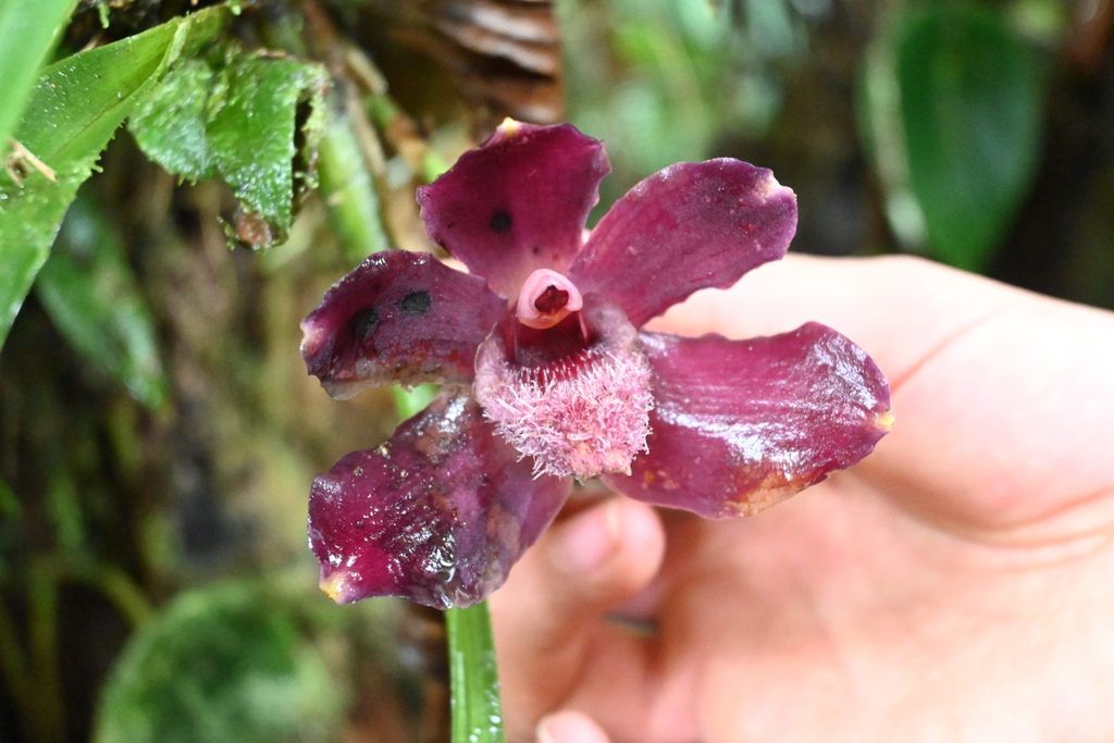 Pescatoria coronaria