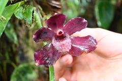 Pescatoria coronaria