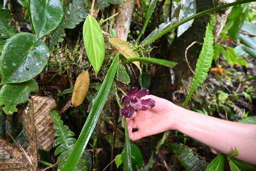 Pescatoria coronaria, photograph 1