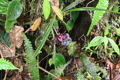 Samuel Peláez Vélez, CC BY, iNaturalist via GBIF Pescatoria coronaria, photograph Samuel Peláez Vélez, CC BY, iNaturalist via GBIF