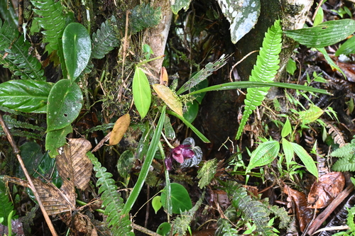 Pescatoria coronaria, photograph 3