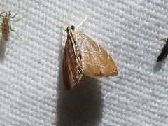 Glaphyria peremptalis